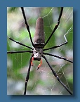 153 Aussie spider 2